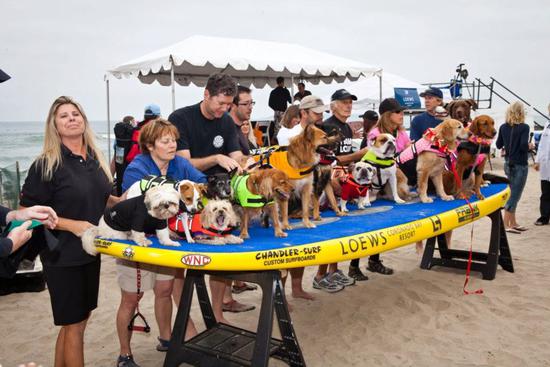 图片版权：Dale Porter Loews Surf Dog Competition
